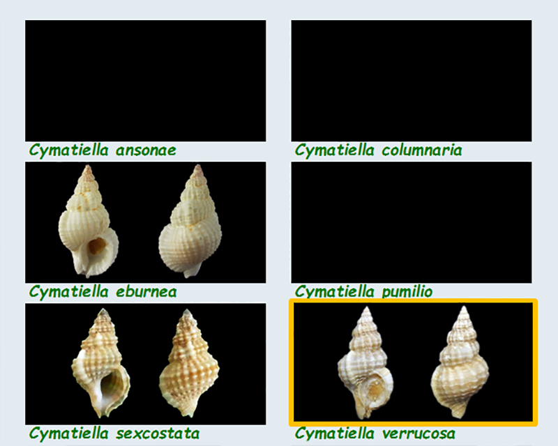  Cymatiidae Cymatiella - Le genre, ses espèces, la planche Cymati26