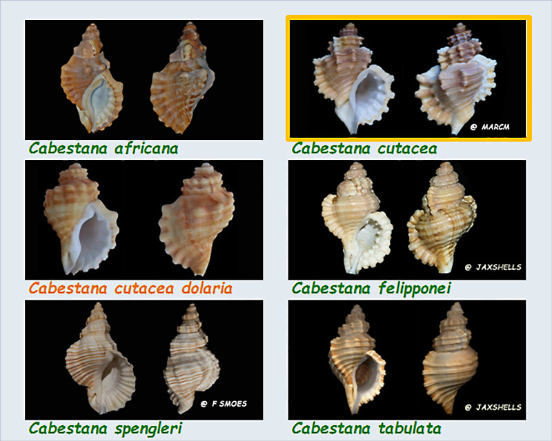  Cymatiidae Cabestana - Le genre, ses espèces, la planche Cymati31