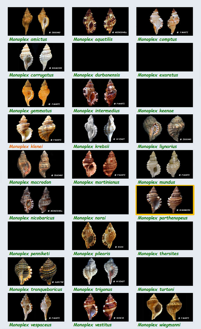 Cymatiidae Monoplex - Le genre, ses espèces, la planche Cymati37