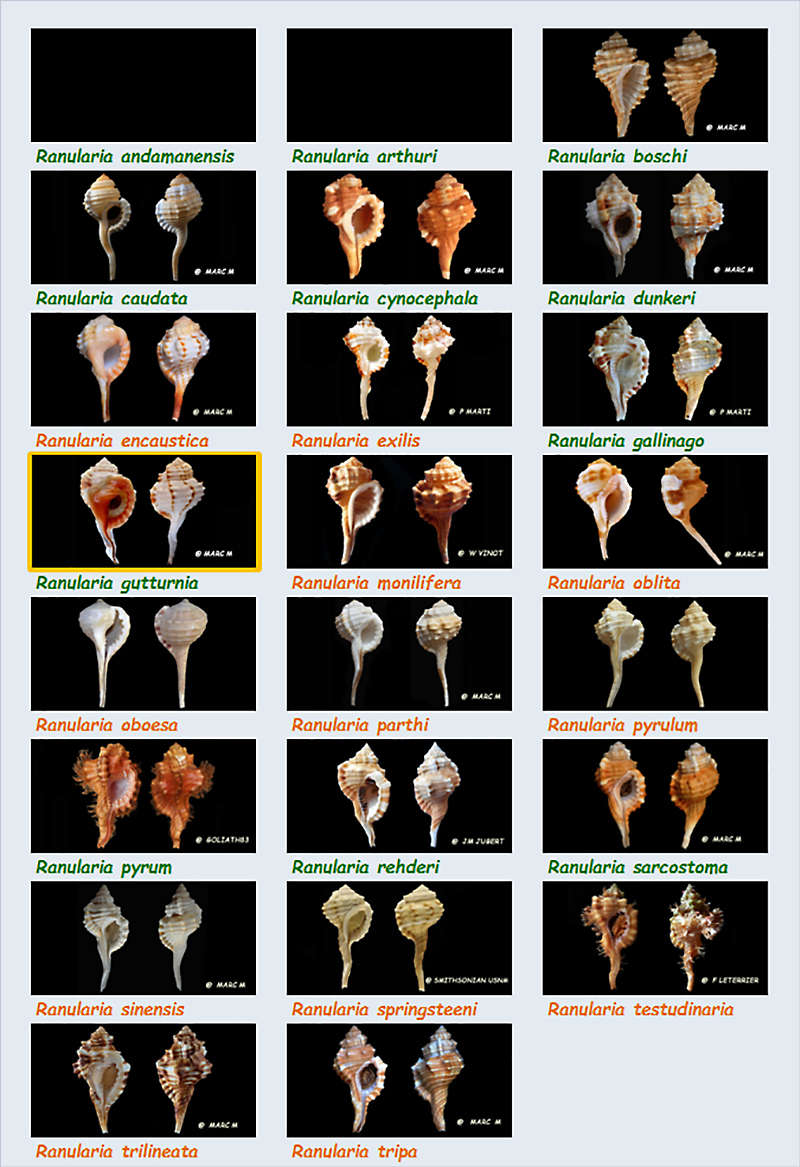 Cymatiidae Ranularia - Le genre, ses espèces, la planche Cymati38