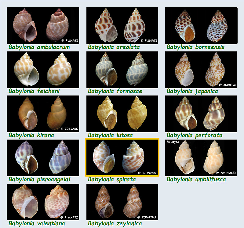   Babyloniidae Babylonia - Le genre, ses espèces, la planche Les_ba10