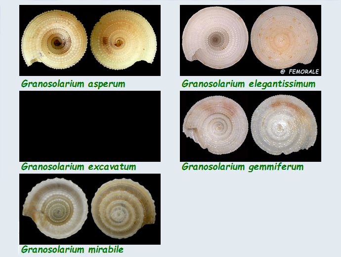  Architectonicidae Granosolarium - Le genre, ses espèces, la planche Les_gr10