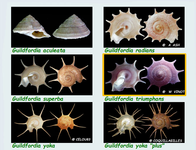  Turbinidae Turbininae Guildfordia - Le genre, ses espèces, la planche Les_gu11