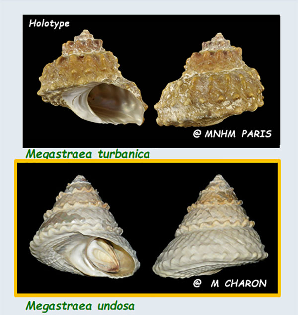 Turbinidae Turbininae Megastraea - Le genre, ses espèces, la planche Les_me10