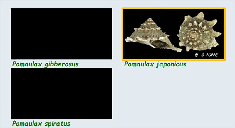 Turbinidae Turbininae Pomaulax - Le genre, ses espèces, la planche Les_po10