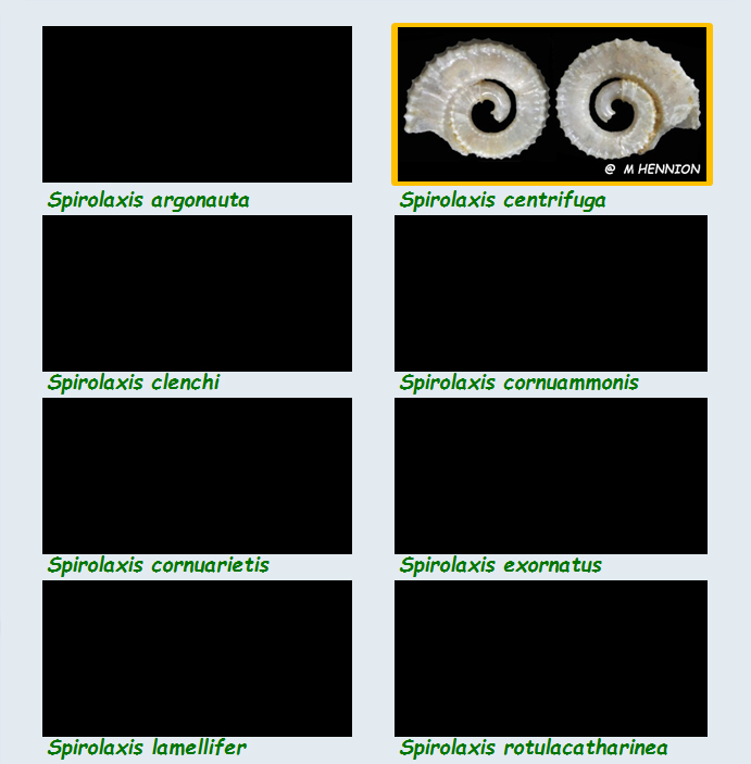  Architectonicidae Spirolaxis - Le genre, ses espèces, la planche Les_sp10