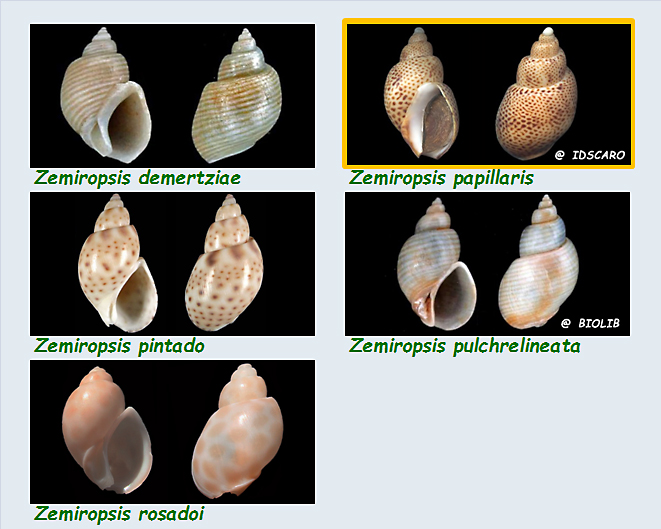   Babyloniidae Zemiropsis - Le genre, ses espèces, la planche Les_ze10