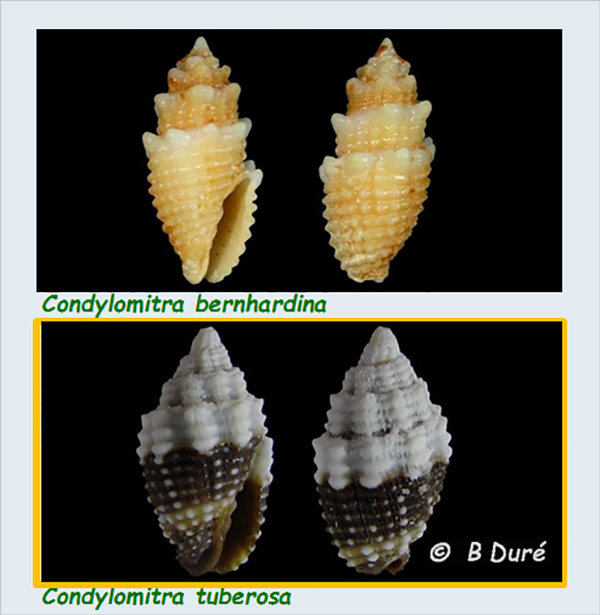 Mitridae - sous-famille provisoire - Condylomitra : Le genre, les espèces, la planche Mitri100