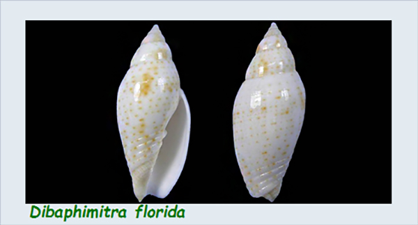 Mitridae - sous-famille provisoire - Dibaphimitra : Le genre, les espèces, la planche Mitri101