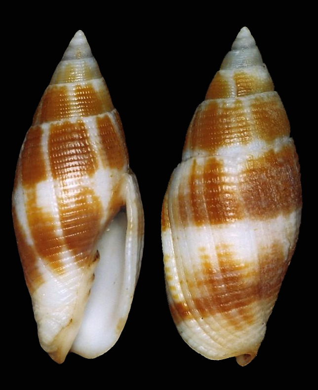 Scabricola backae Cernohorsky, 1973 Mitrid38
