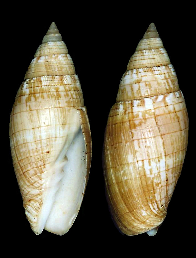 Scabricola gilbertsoni (J. Cate, 1968) Mitrid42