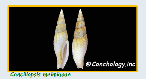  Mitridae - Mitrinae - Cancillopsis - Le genre, l'espèce, la planche MAJ 15/04/2018 Mitrid55