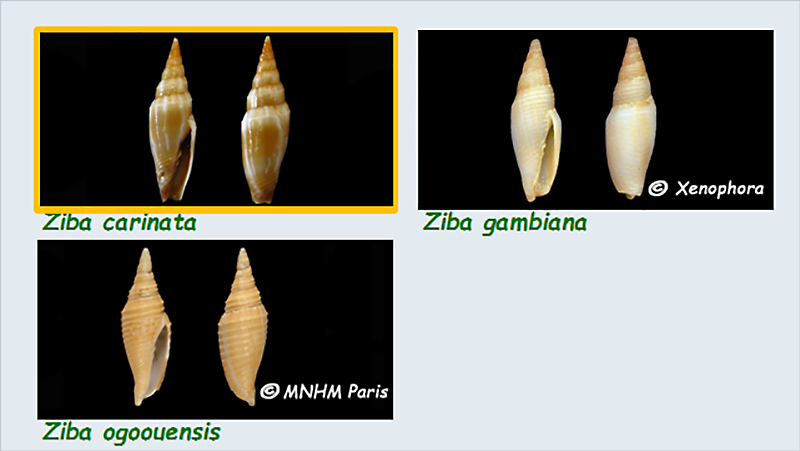 Mitridae - Mitrinae - Ziba - Le genre, les espèces, la planche  Mitrid78