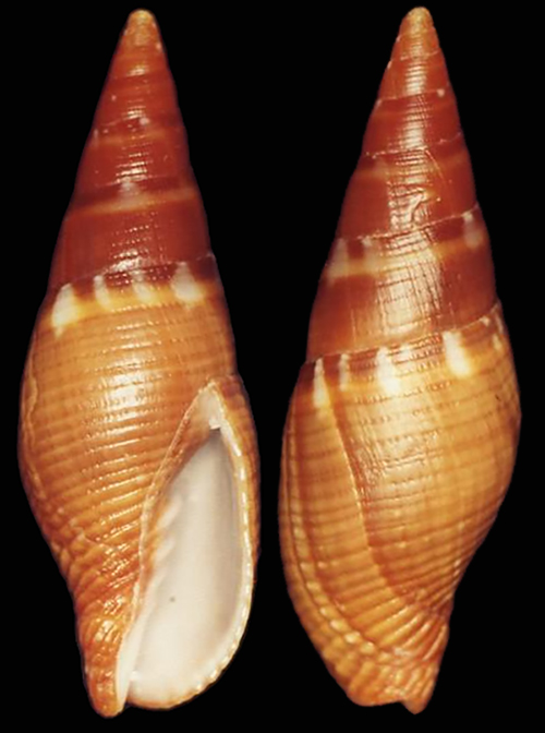 Pseudonebularia rutila (A. Adams, 1853) Mitrid83