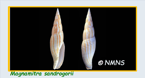 Mitridae - sous-famille provisoire - Magnamitra : Le genre, les espèces, la planche Mitrid96