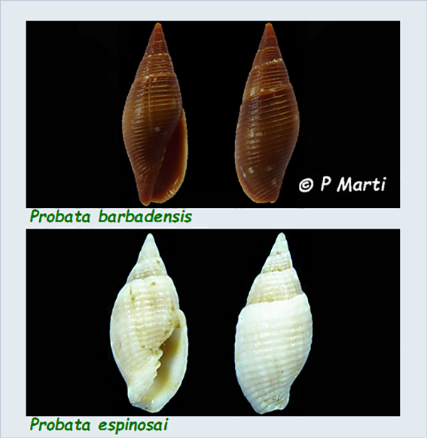 Mitridae - sous-famille provisoire - Probata : Le genre, les espèces, la planche Mitrid97