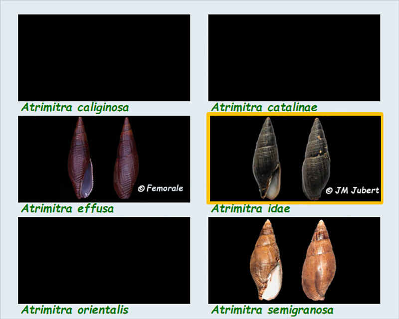 Mitridae - sous-famille provisoire - Atrimitra : Le genre, les espèces, la planche Mitrid98