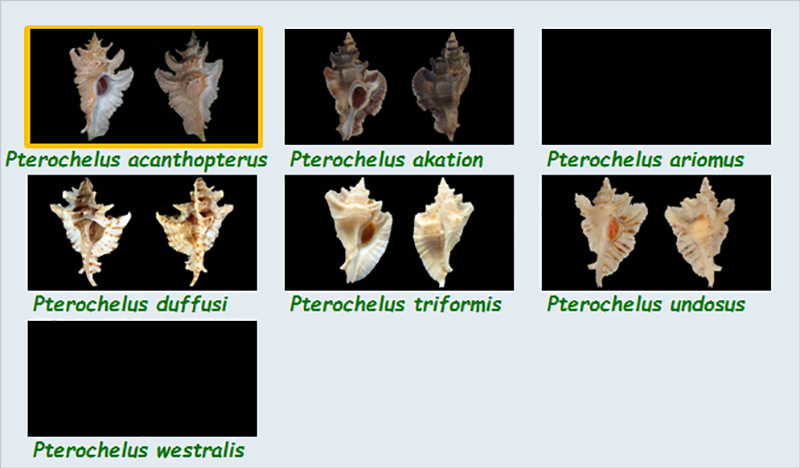  Muricidae Muricinae Pterochelus - Le genre, ses espèces, la planche Muric121