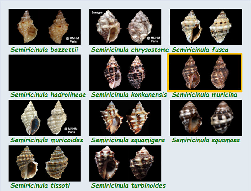 Muricidae Rapaninae Semiricinula - Le genre, ses espèces, la planche Muric126