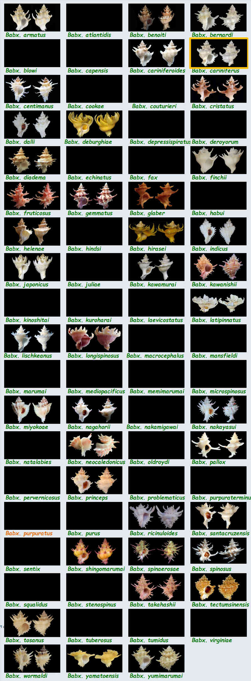BABELOMUREX -  Muricidae Coralliophilinae Babelomurex - Le genre, ses espèces, la planche Murici18