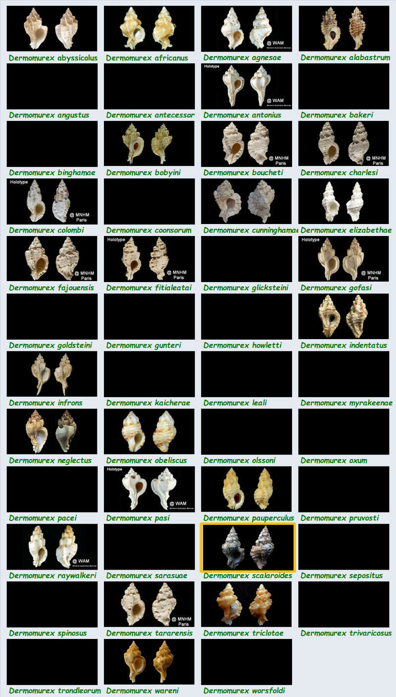 Muricidae Muricinae Dermomurex - Le genre, ses espèces, la planche Murici34