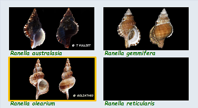  Ranellidae Ranellinae Ranella - Le genre, ses espèces, la planche Ranell27