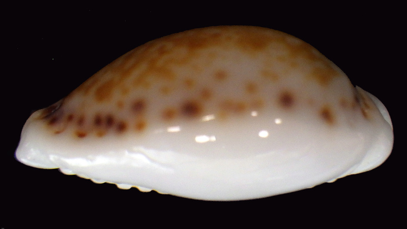 Naria acicularis marcuscoltroi Petuch & R F Myers, 2015 voir acicularis acicularis Rimg5315