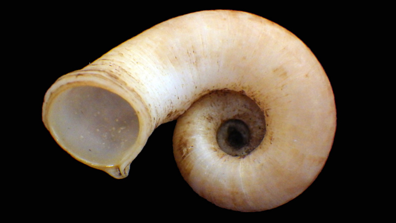 Rhiostoma chupingense (Tomlin, 1938) Rimg5516