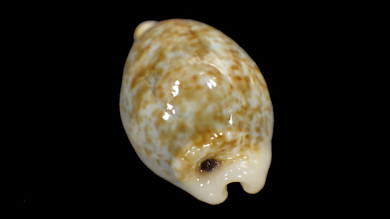 Eclogavena dayritiana mondejarorum Petuch & R. F. Myers, 2014 voir Eclogavena dayritiana Rimg5817