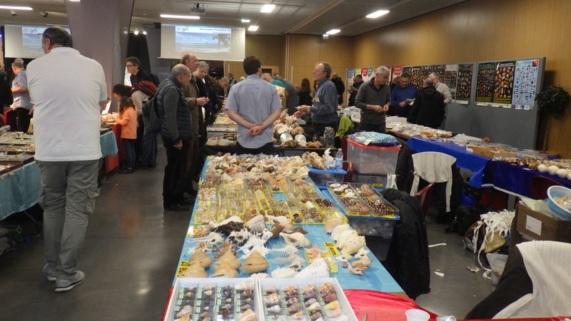 30ème Rencontres Internationales du Coquillage 10 & 11 mars 2018 - Page 4 Rimg5942