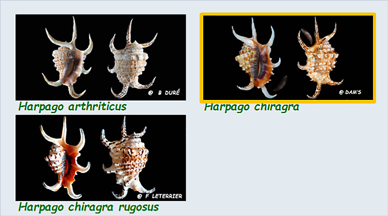  Strombidae Harpago - Le genre, ses espèces, la planche Stromb33