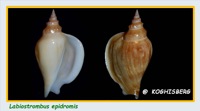Strombidae Labiostrombus - Le genre, ses espèces, la planche Stromb34