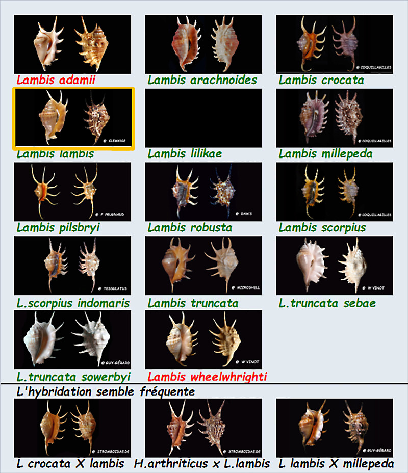  Strombidae Lambis - Le genre, ses espèces, la planche Stromb36