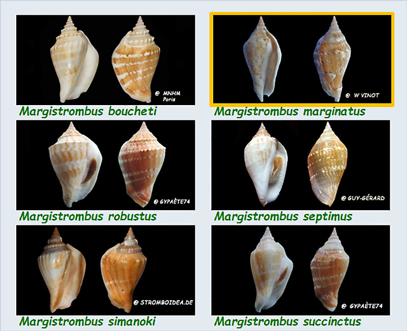  Strombidae Margistrombus - Le genre, ses espèces, la planche Stromb39