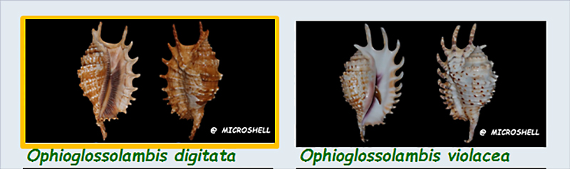Strombidae Ophioglossolambis - Le genre, ses espèces, la planche Stromb41