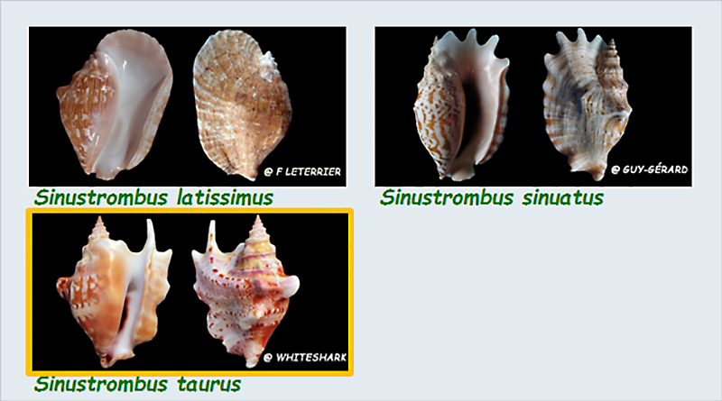  Strombidae Sinustrombus - Le genre, ses espèces, la planche Stromb43
