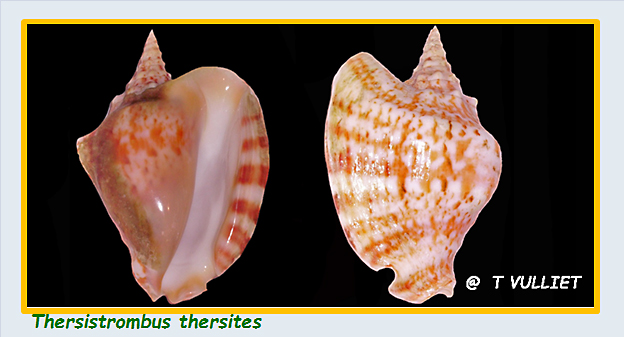 Strombidae Thersistrombus - Le genre, l'espèces, la planche Stromb46