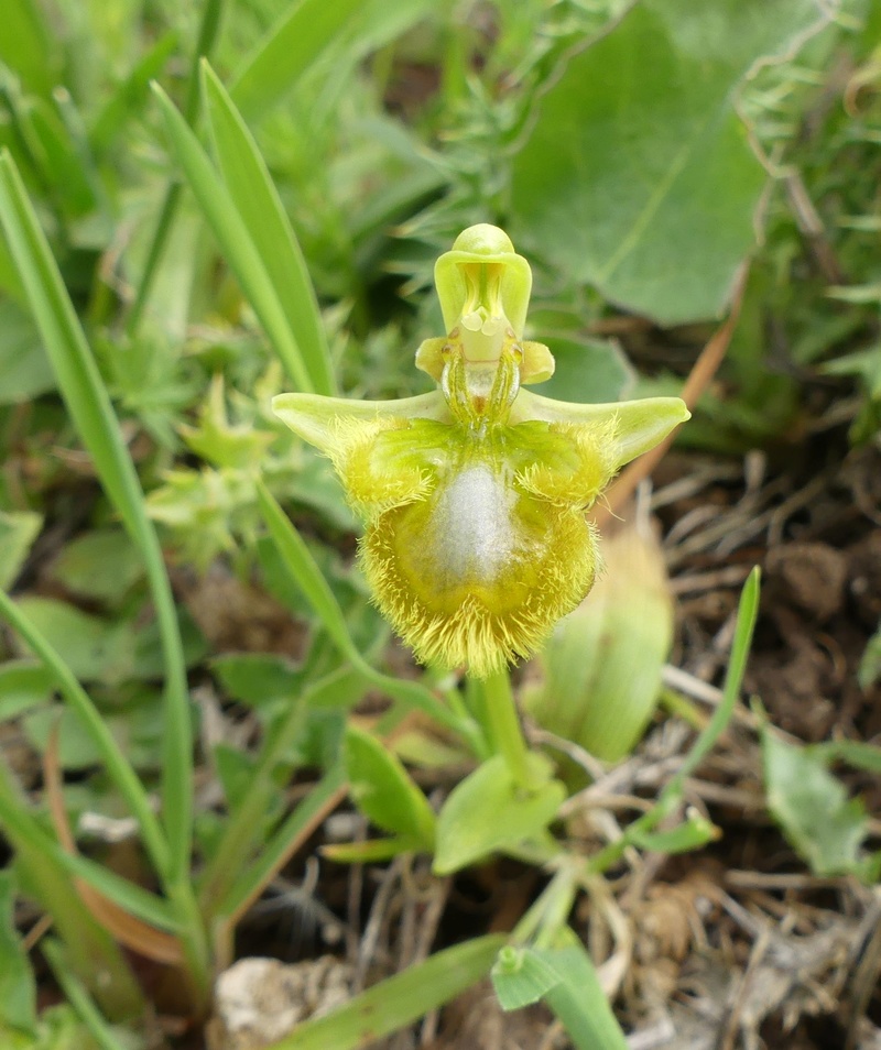 visitez la sicile vous ne serez pas décus suite 2 Ophrys10