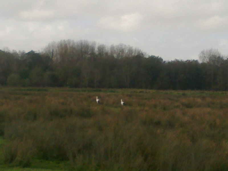 Picardie terre de bécassines, les belles de la Somme. - Page 18 20102010