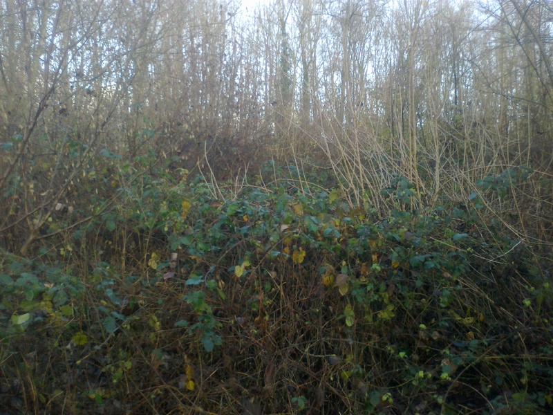 80-Somme saison 2017/2018 Chasse en Picardie - Page 5 28112010