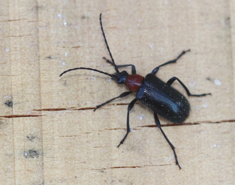 un cerambycidae sur aubépine Colyo_11