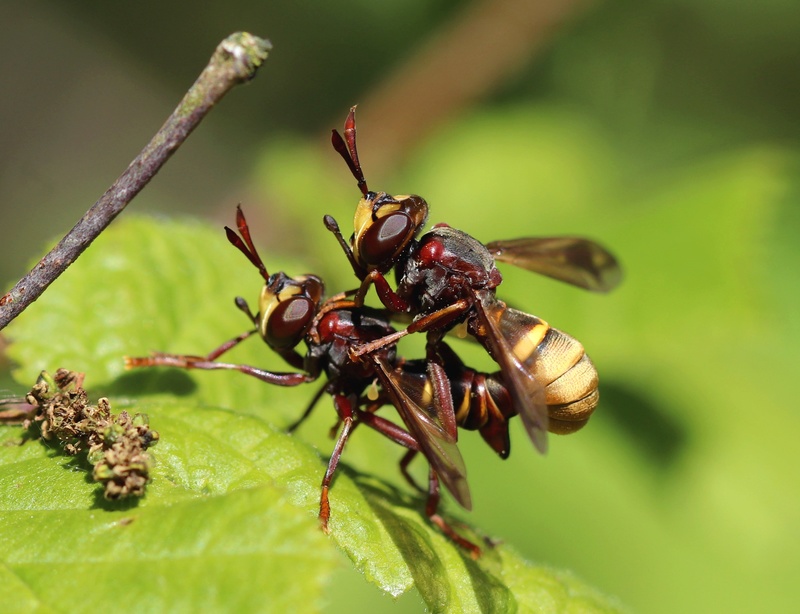 [Conops vesicularis] joli diptère accouplé Dipter10