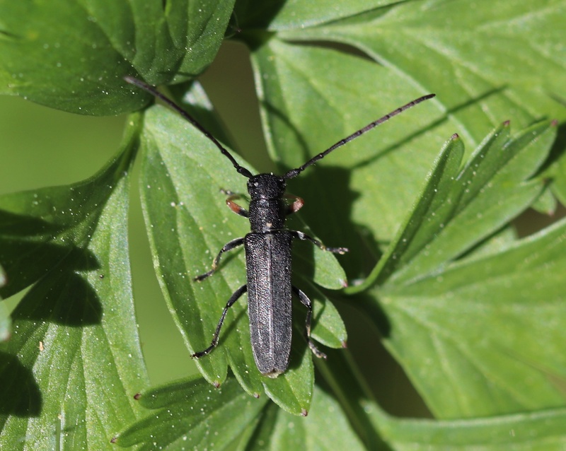 Phytoecia cylindrica Img_0615