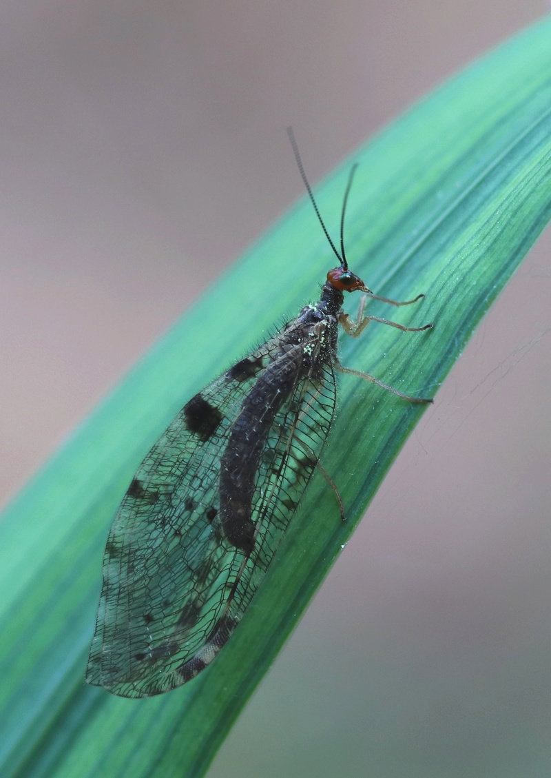 [Osmylus fulvicephalus] Osmyle à tête jaune Img_6210