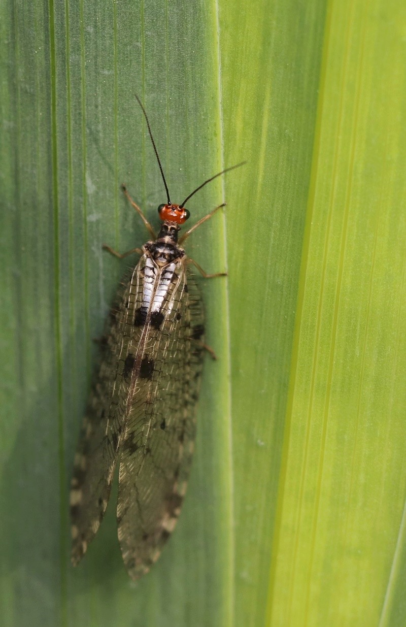 [Osmylus fulvicephalus] Osmyle à tête jaune Img_6211