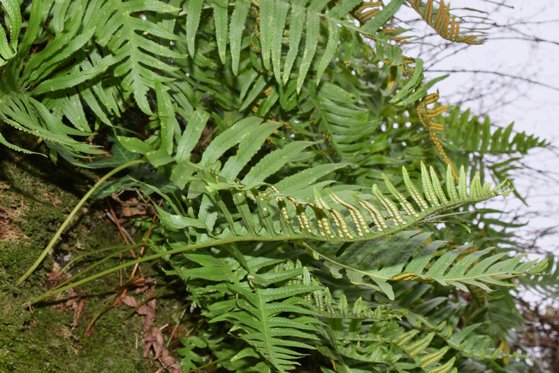 Polypodium cambricum - polypode austral Dsc_0419