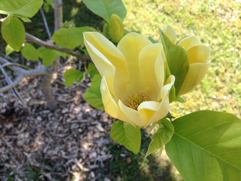 Magnolia 'Yellow Bird' Img_0610