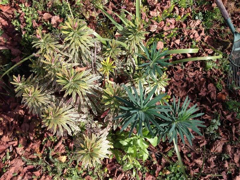 martinii - Euphorbia x martinii (amygdaloides x characias) - Page 3 Img_3027