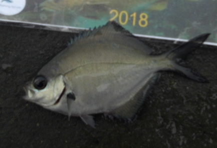 Rhod's 2018 species hunt 20180313