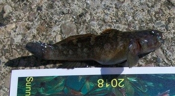 Headwyn's Goby 20180536